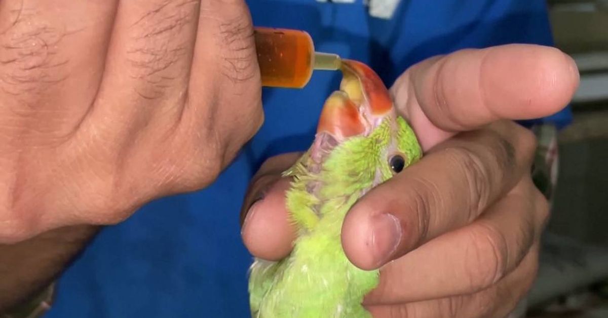 Aves caem do céu e animais não resistem ao calor na Índia