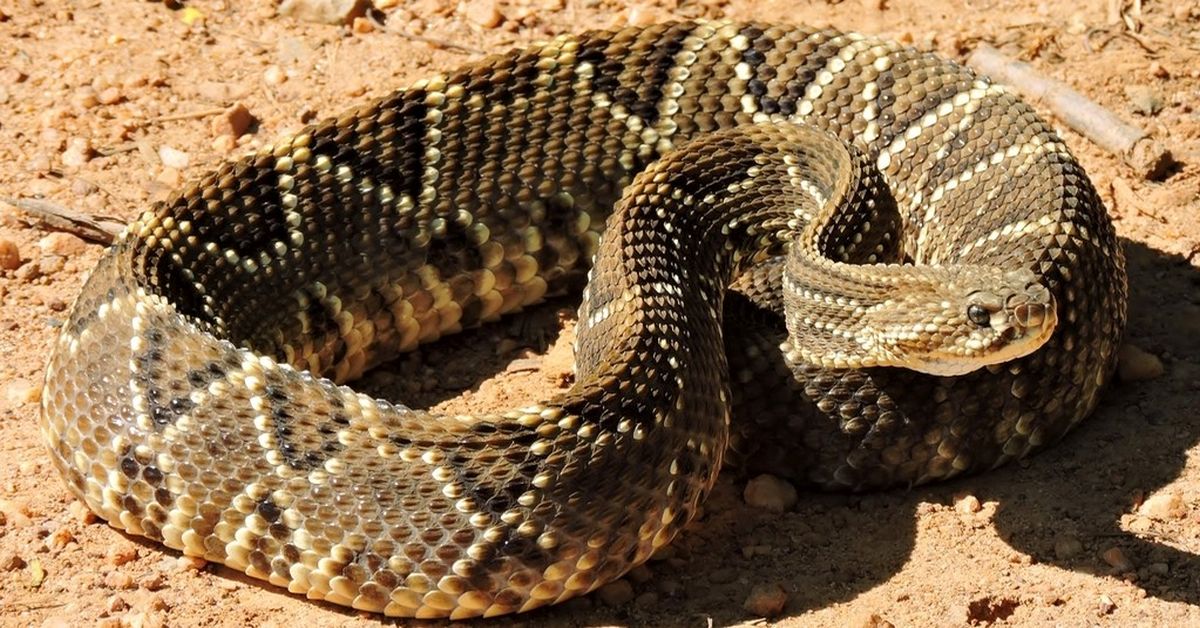 Como lidar com animais silvestres peçonhentos 