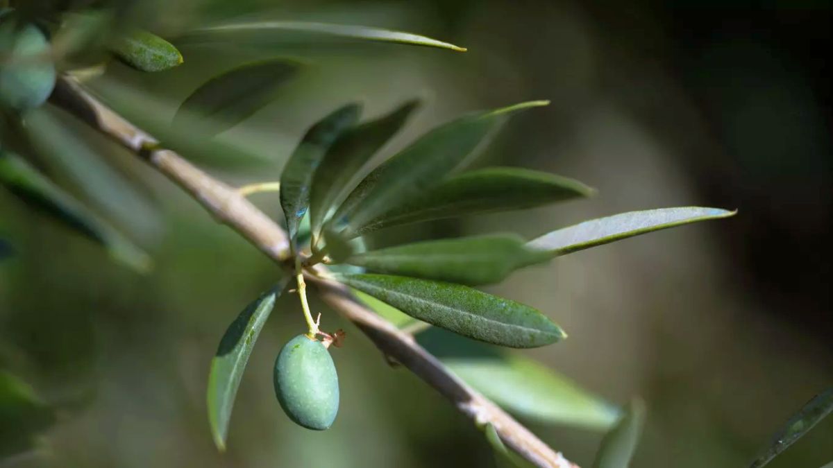 Seca e calor atingem maior produtor mundial de azeite de oliva