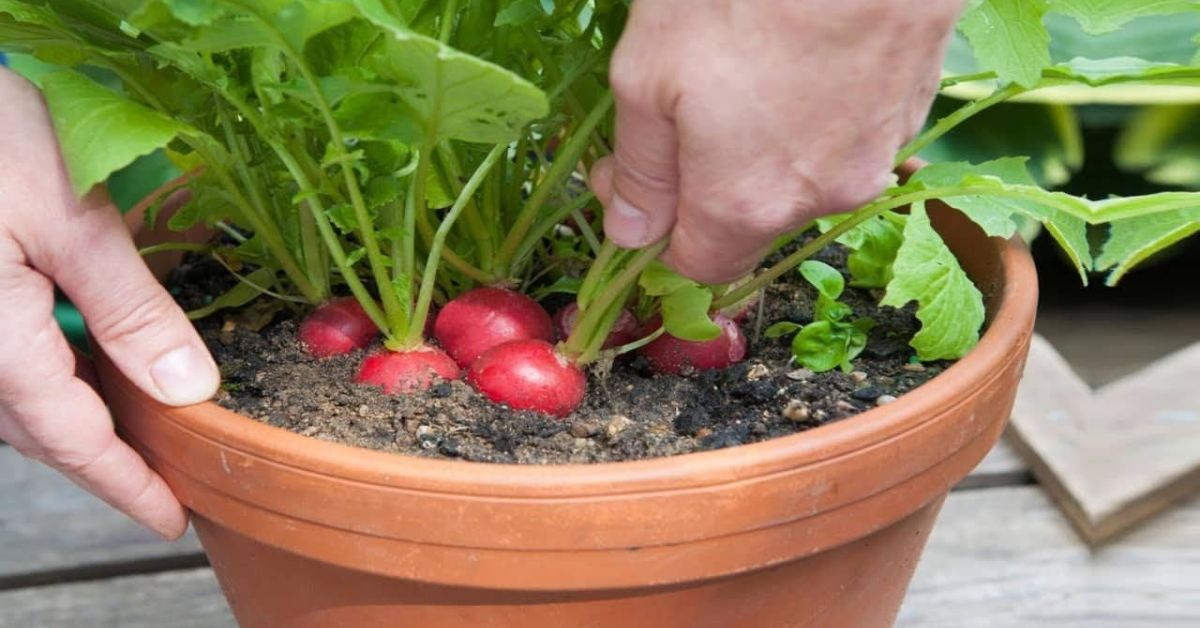 17 vegetais que você pode cultivar em baldes