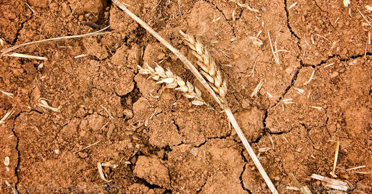 Onda de calor destrói plantações de trigo na Índia, acelerando colapso global de alimentos