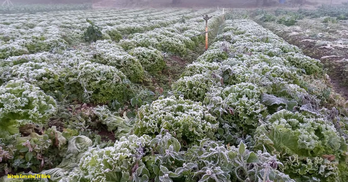 Como a geada pode afetar a produção agrícola e quais alimentos podem ficar mais caros