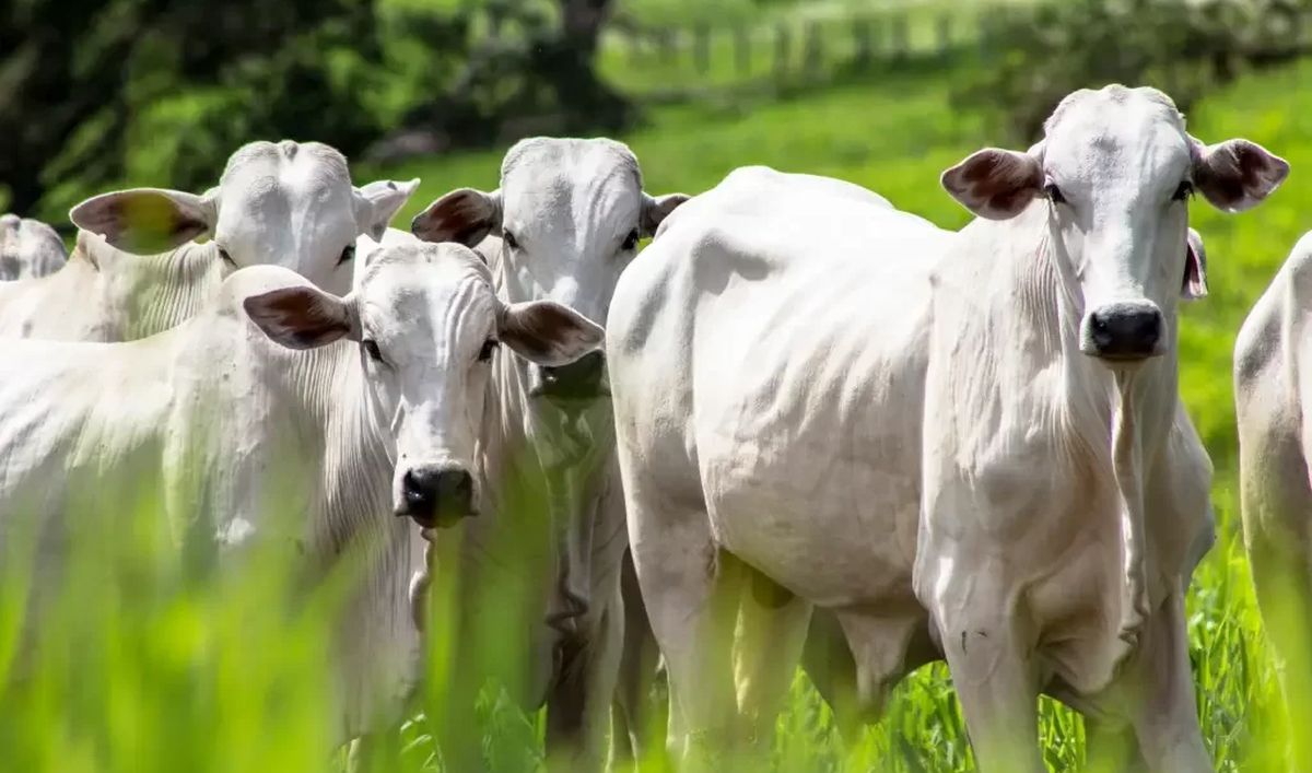 Ministério da Agricultura investiga suspeita de doença da ‘vaca louca’ no Brasil