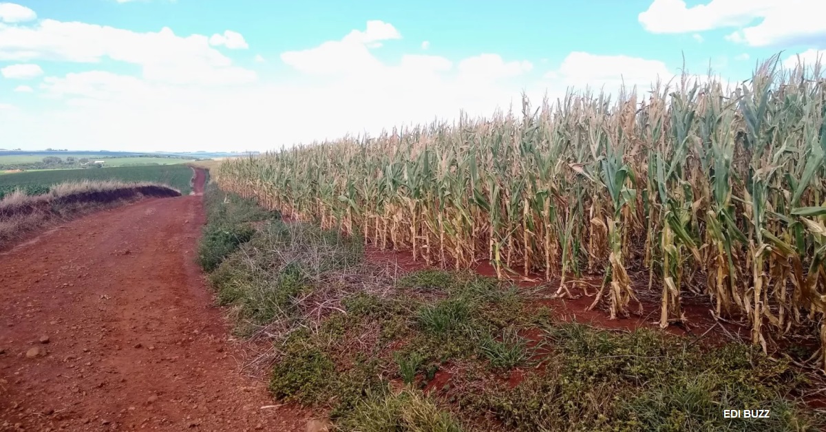 Rio Grande do Sul tem mais uma safra de milho frustrada por seca