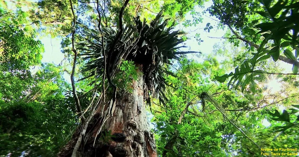 Estudo aponta que 82% das espécies de árvores exclusivas da Mata Atlântica estão ameaçadas de extinção