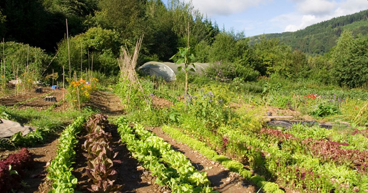 Criar florestas de alimentos a partir dos gramados da frente pode preparar as comunidades para o COLAPSO DE ALIMENTOS