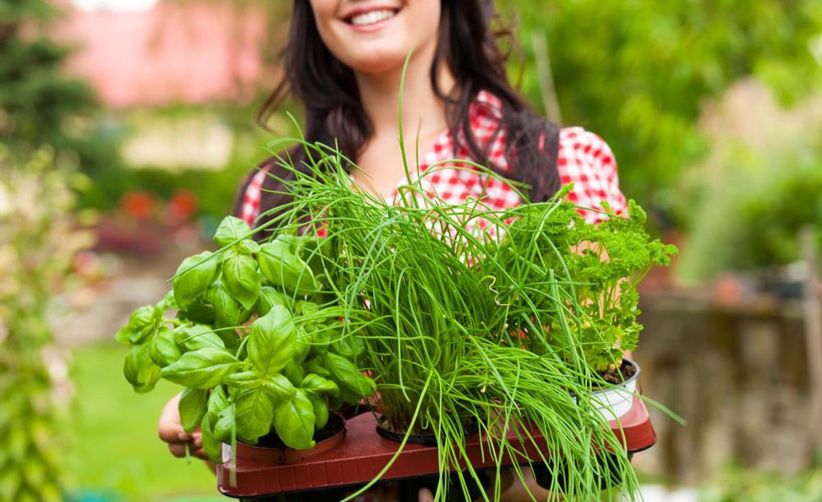 Como iniciar um jardim de ervas medicinais