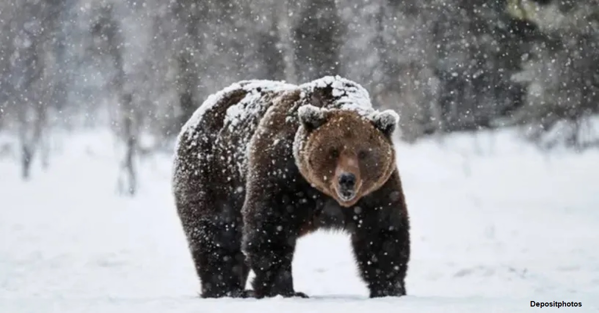 Sonho Com O Urso - Homem Solitário